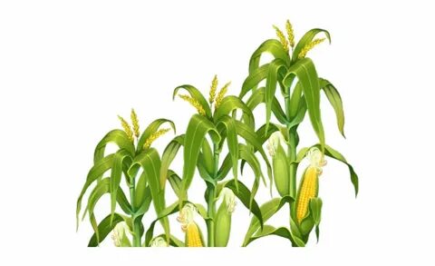 Library of tall corn clip transparent download cornstalk png