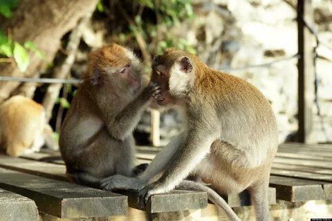 Is Erotic Monkey Safe embracetutoring.com