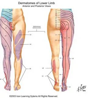 Sensory Dermatomes Of The Body - Stepwards