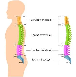 12: The cervical, thoracic and lumbar regions of the spinal 
