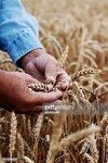 World's Best Wheat Grains Stock Pictures, Photos, and Images
