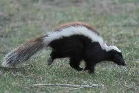 #FunFact Skunks can run only 10 miles per hour! #AAACWildlif