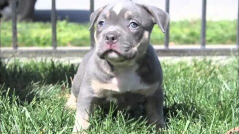 Pocket Blue Tri Color Bully Puppy - YouTube