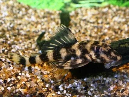 L168 Butterfly Pleco Ruinemans Aquarium