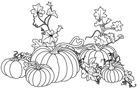 47 best ideas for coloring Pumpkin Vine