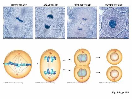 Mitosis How Cells Reproduce. - ppt video online download