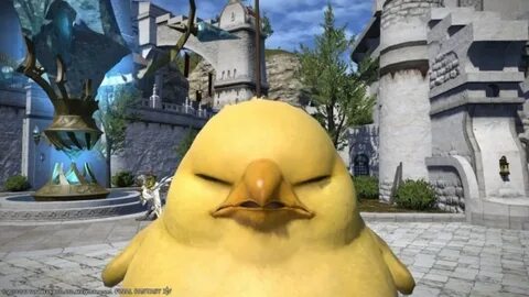 How to get the Fat Chocobo Mount in Final Fantasy XIV Online