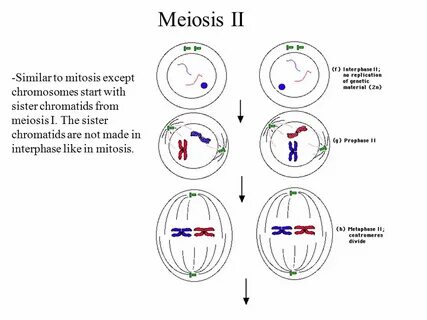Mitosis and Meiosis. - ppt download