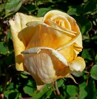 Rosa 'Golden Ophelia' - Wikimedia Commons