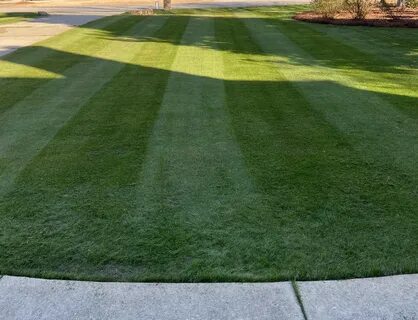 Perennial Rye Grass - Page 13 - The Lawn Forum