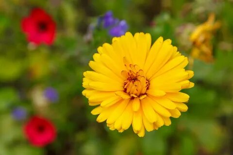 13 plantas con flores amarillas para revitalizar tu jardín y