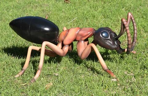 Самый большой муравей в мире: какие виды наиболее крупные, г