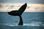 A whale tail dancing in the Hervey Bay sunset #whalewatching