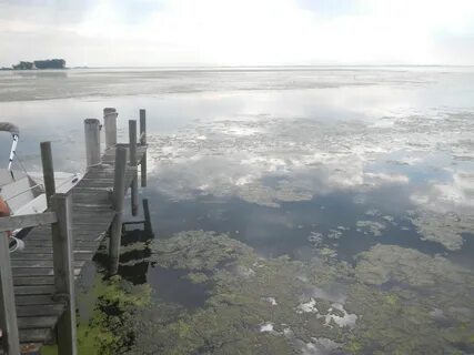 File:Shoreline muck in Lake St. Clair (8740852567).jpg - Wik