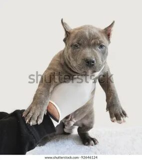 tiger stripe blue nose pitbull Online Shopping