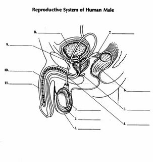 male reproductive system diagram - Google Search Reproductiv