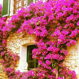 Bougainvillea/paper flowers - my favorites! Hope to have a h