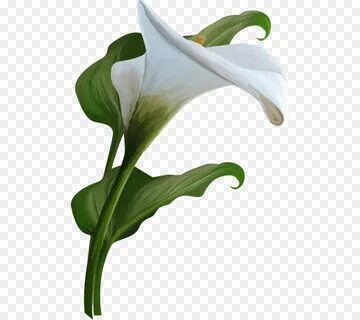 calla lily hitam putih