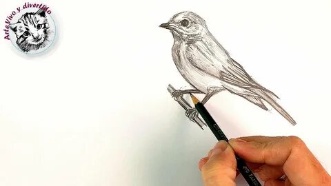 Como Dibujar un Pajaro a Lapiz Paso a Paso en Tiempo Real