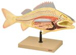 Regular store Eisco Labs Fish Dissection Model 19.5 inches ;
