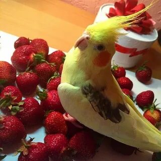 Пашка радуется клубнике 🍓 #Yummy 😋 #cockatiel #parrot #bird 