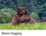 🐣 25+ Best Memes About Bears Hugging Bears Hugging Memes