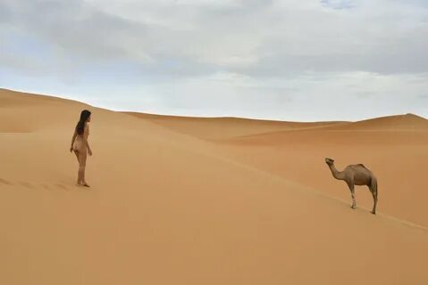 2014 best r/notsafefornature images on Pholder Camel