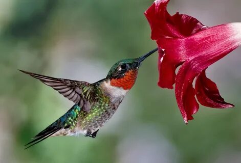 Hummingbirds: Natures Gladiators on Behance