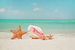 Seashell Family In Tropical Beach by Yinyang