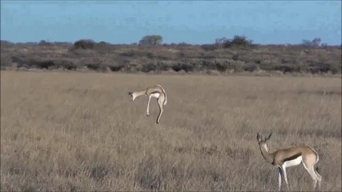 Request antelope lound GIF - Find on GIFER