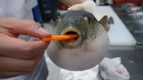 Pufferfish Eating Carrot Meme (With Mini Chef On Head) Minec