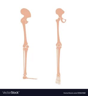 Human leg bones anatomy Royalty Free Vector Image