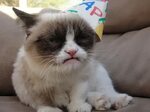 Grumpy Cat does not like birthdays.. - Imgur