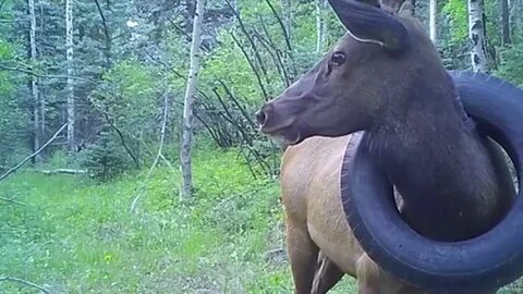 Elk living with tyre around its neck for two years finally h