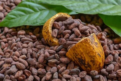 Ягоды какао (74 фото)