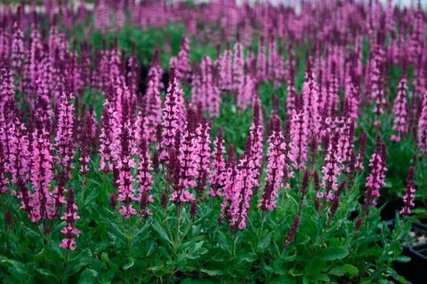 Купить семена Сальвия Salvia Amethyst - Сады Москвы