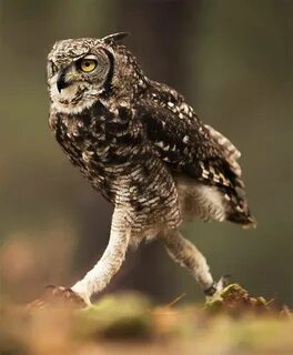 The Actual Length of Owl Legs Will Never Stop Being Funny Ow