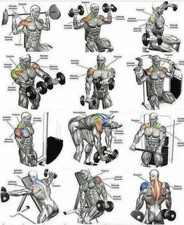Pin by jahel de on Gym Shoulder workout routine, Shoulder wo