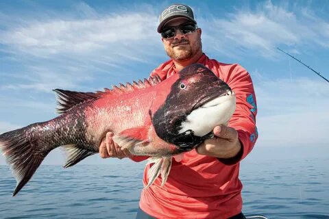 New Fishing Opportunities for Rockfish - Everything Country