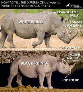 Difference Between Black And White Rhino