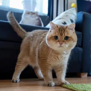 Cats, British shorthair cats, Animals