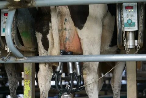 Milking & Dairy Farm - Drop Dairy