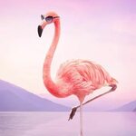 Pin by Marina Palmateer on Beautifully Wild ❤ Flamingo art, 
