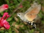 Hummingbird hawk-moth - Google Search Hawk moth, Hummingbird