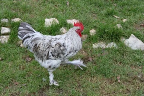 Show off your roosters Page 73 BackYard Chickens - Learn How