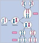 File:Mitosis vs. meiosis.png - Wikimedia Commons