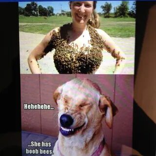 Do dogs have boobs