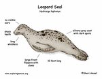 Leopard seal diagram Leopard seal, Polar animals, Seal carto