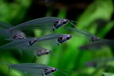 Glass Catfish Information Glass catfish, Aquarium catfish, T