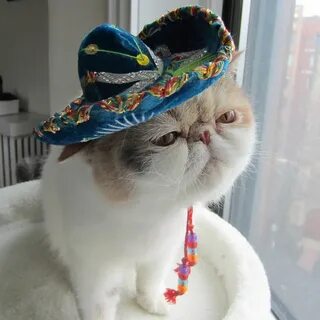 sombrero kitty Cats, Cute animals, Cute cats